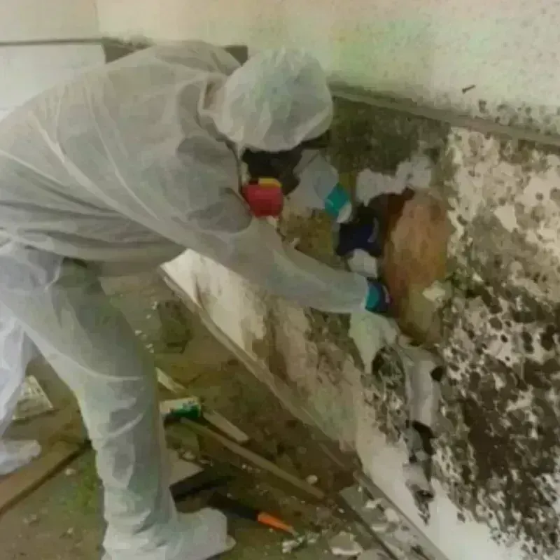 Mold Remediation and Removal in Lafayette Parish, LA